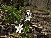 75 Anemone nemorosa (Anemonoides nemorosa) nei boschi e nei prati